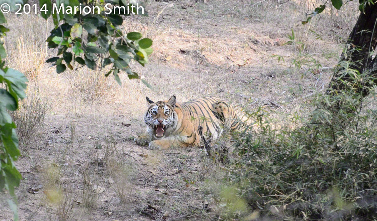 D4 1479