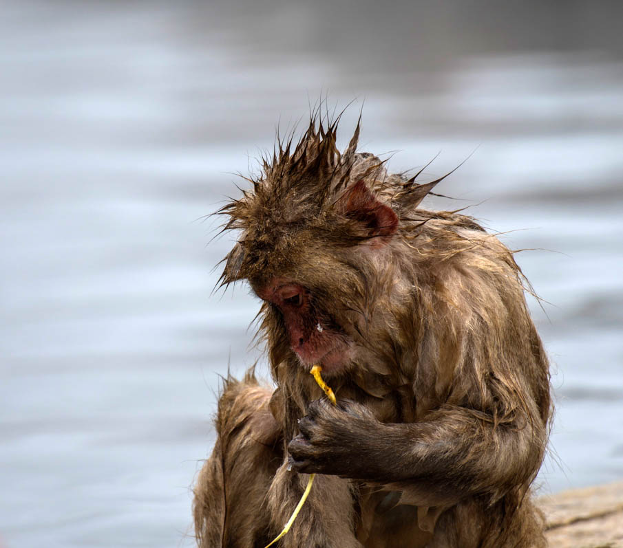 Baby Japanese macaque or snow monkeys, Macaca fuscata , sitting on rock of hot spring, just after getting out of hot spring, with spikey hair and chewing piece of straw. looking left with sad face. Joshinetsu-Kogen National Park, Nagano, Japan
