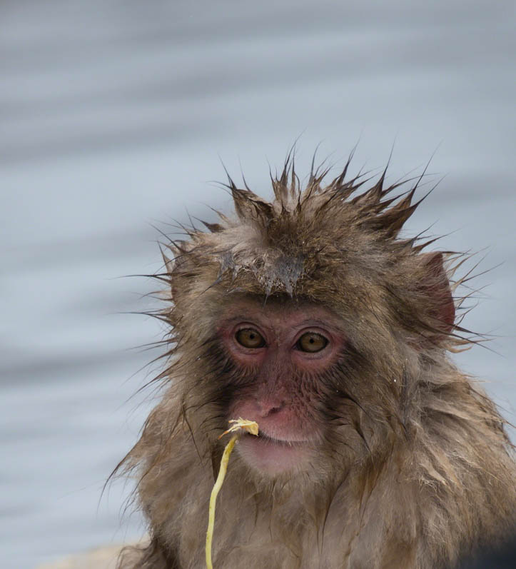Baby Japanese macaque or snow monkeys, Macaca fuscata , sitting on rock of hot spring, with spikey hair as if bathtime, chewing piece of straw. Facing camera with sad face and big bright eyes. Joshinetsu-Kogen National Park, Nagano, Japan
