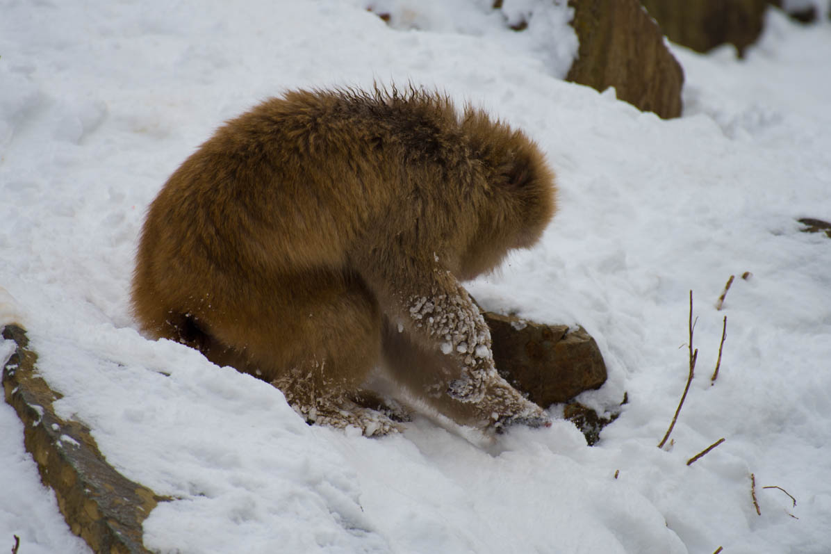 Japanese macaque or snow monkey, Macaca fuscata , foraging for food in snow with frozen snow on fur. Joshinetsu-Kogen National Park, Nagano, Japan