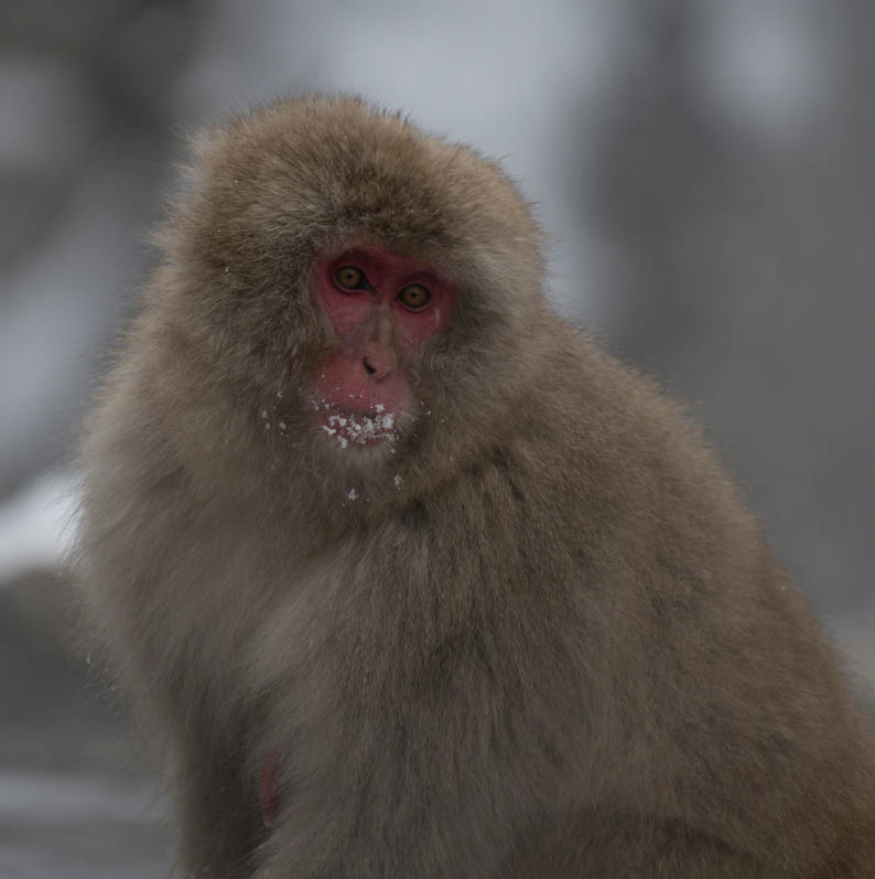 Close up of Japanese macaque or snow monkey, Macaca fuscata , showing red face with snow on hair and mouth. Joshinetsu-Kogen National Park, Nagano, Japan