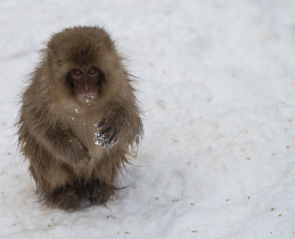 Single Japanese macaque or snow monkey, Macaca fuscata , sitting in snow with snow on hands. looking at camera with sad eyes. Joshinetsu-Kogen National Park, Nagano, Japan