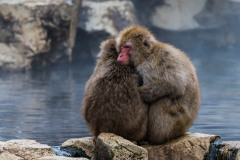 Japanese macaque or snow monkey, Macaca fuscata , sitting on rock of hot spring, holding each other to keep warm. Joshinetsu-Kogen National Park, Nagano, Japan