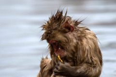 Baby Japanese macaque or snow monkeys, Macaca fuscata , sitting on rock of hot spring, just after getting out of hot spring, with spikey hair and chewing piece of straw. looking left with sad face. Joshinetsu-Kogen National Park, Nagano, Japan