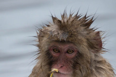 Baby Japanese macaque or snow monkeys, Macaca fuscata , sitting on rock of hot spring, with spikey hair as if bathtime, chewing piece of straw. Facing camera with sad face and big bright eyes. Joshinetsu-Kogen National Park, Nagano, Japan