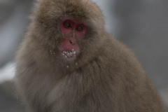Close up of Japanese macaque or snow monkey, Macaca fuscata , showing red face with snow on hair and mouth. Joshinetsu-Kogen National Park, Nagano, Japan