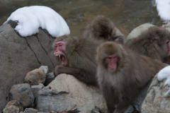 Group of Japanese macaque or snow monkeys, Macaca fuscata , sitting on rock of hot spring, one with mouth open showing teeth. Joshinetsu-Kogen National Park, Nagano, Japan