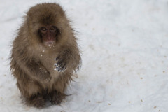 Single Japanese macaque or snow monkey, Macaca fuscata , sitting in snow with snow on hands. looking at camera with sad eyes. Joshinetsu-Kogen National Park, Nagano, Japan