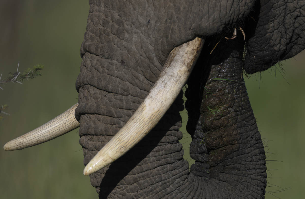 Young elephant eating grass with trunk in mouth