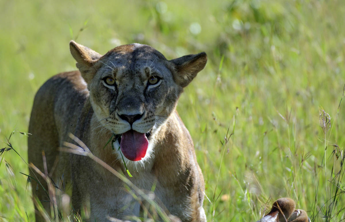Lioness, Panthera leo , looking at camera, standing in green grass, with tongue showing and just showing dead inpala from an earlier kill. Masai Mara, Kenya, Africa
