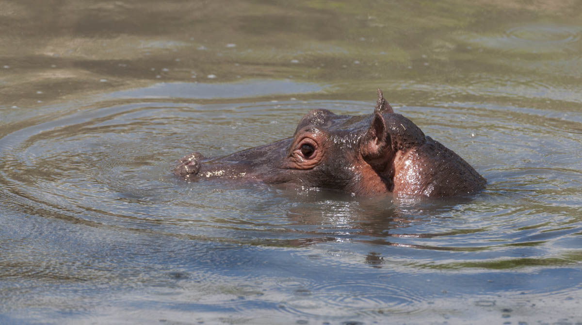 Hippopotamus head just above water with big eye visible and ears pointing up, looking left. Masai Mara, Kenya, Africa