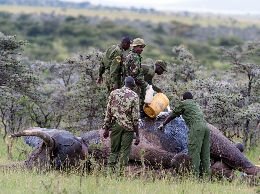 Elephant injured by poachers, receiving treatment to remove gunshot, elephant sedated whilst rangers tend to wound, Masai Mara, Kenya, Africa, May 2013