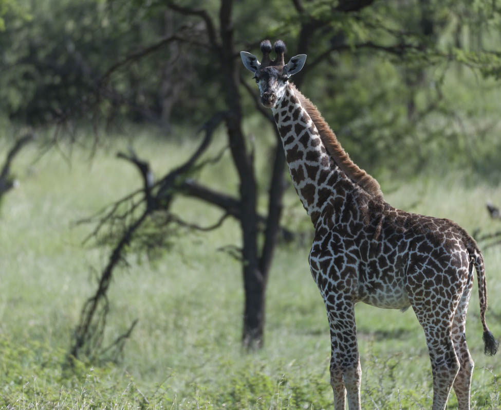 Youn Giraffe looking at camera with mane in Gary Rhodes style,standing in green grass, Masai Mara, Kenya, Africa
