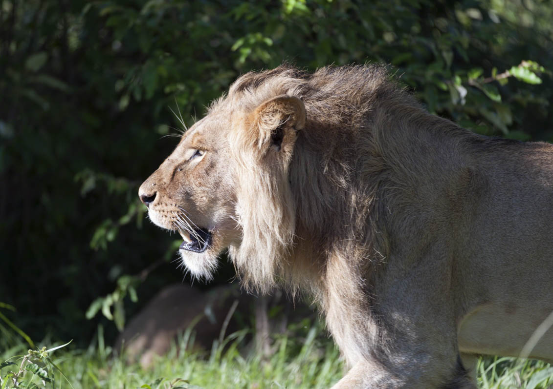 Majestic Lion walking left with morning sun shining on his face and mane glistening in the sun. Masai Mara, Kenya, Africa