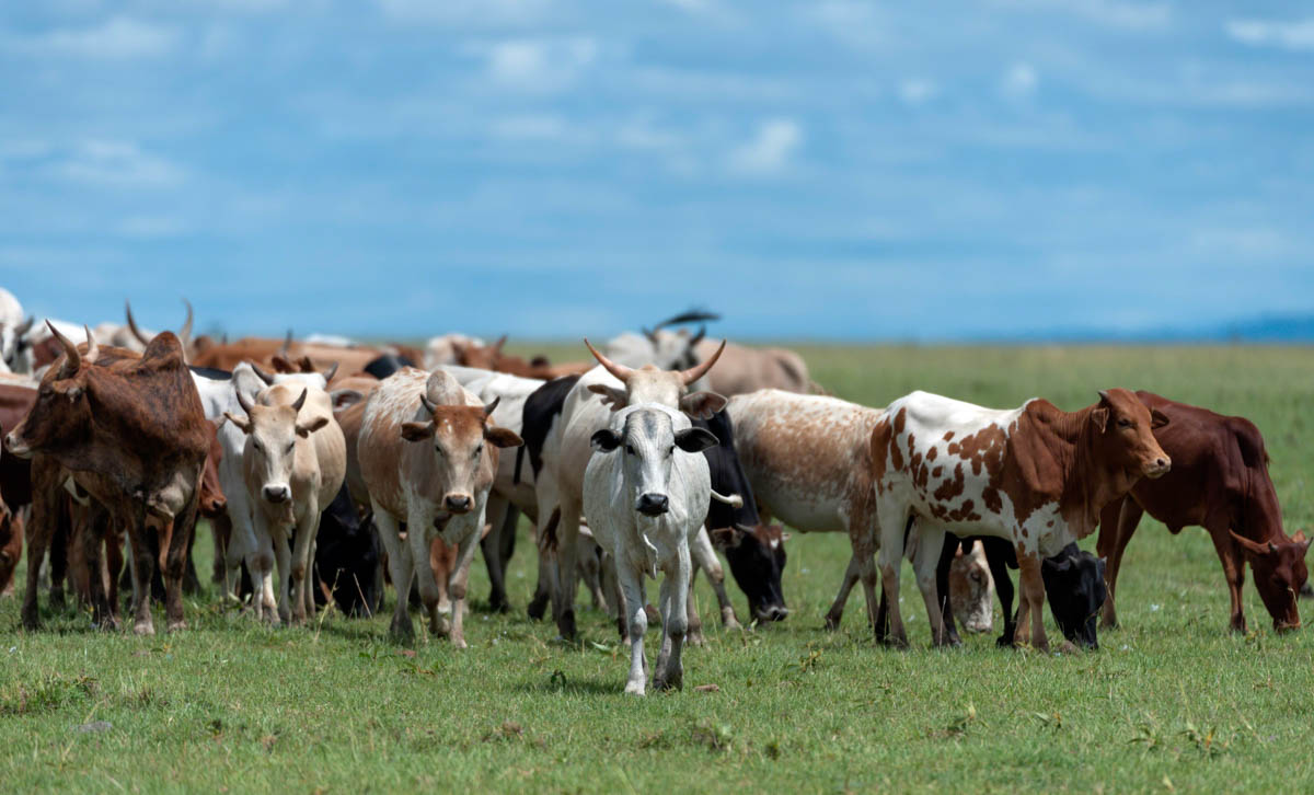 Herd of african cattle grazing on Masai Mara plains, Masai Mara, Kenya, Africa
