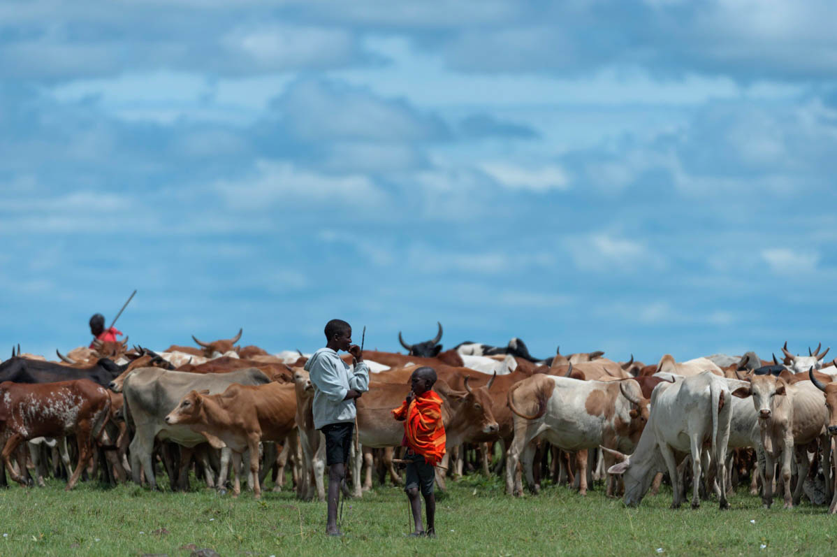 Young herdsmen herding herd of african cattle. Masai Mara, Kenya, Africa, May 2013