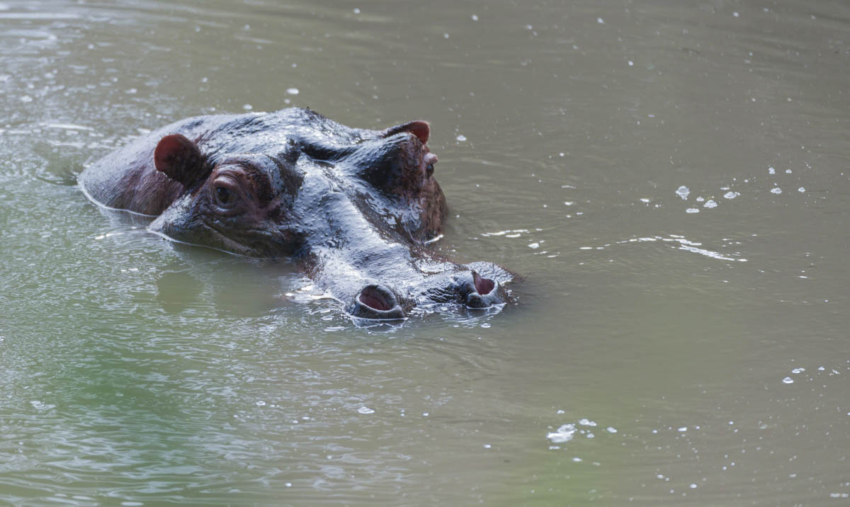 hippopotamus, Hippopotamus amphibius , head just above water, showing big eye and haris on nostrils, Masai Mara, Kenya, Africa