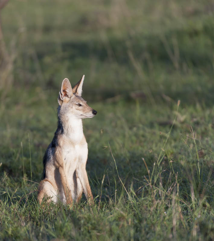 Black-backed Jackal, Canis mesomelas , sitting up and alert looking right, with bright eyes and ears pointed up, Masai Mara, Kenya, Africa