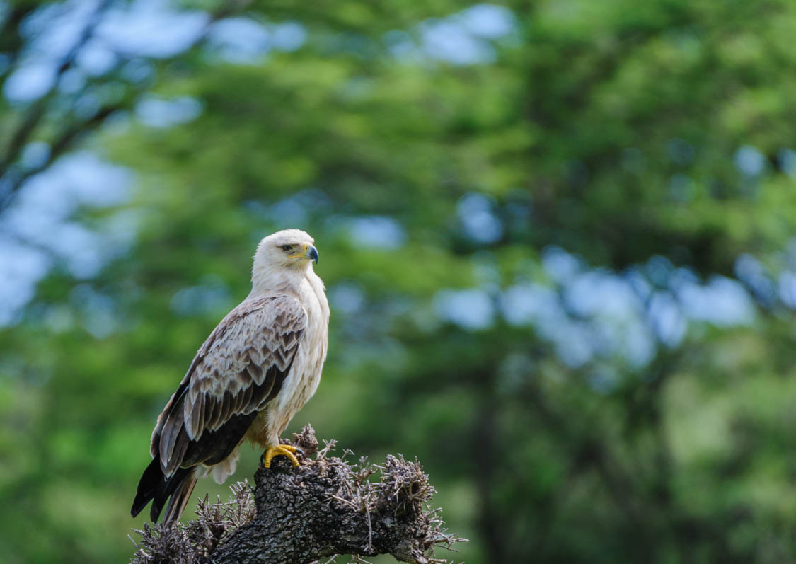 Black-shouldered kite, Elanus caeruleus , with bright yellow claws, sitting on tree stump, Masai Mari, Kenya, Africa