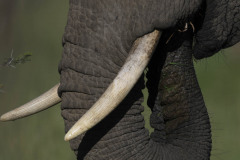 Young elephant eating grass with trunk in mouth
