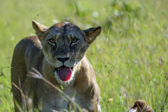 Lioness, Panthera leo , looking at camera, standing in green grass, with tongue showing and just showing dead inpala from an earlier kill. Masai Mara, Kenya, Africa