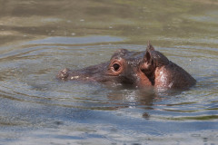 Hippopotamus head just above water with big eye visible and ears pointing up, looking left. Masai Mara, Kenya, Africa