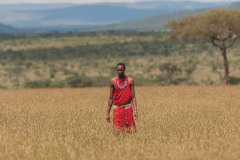 Masai Warrior man in full traditional dress with beaded necklace and belt, in field of dried grass with mountain and tree in background. Masai Mara, Kenya, Africa, May 2013