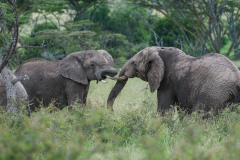 Two elephants,  or loxodonta africana, facing each other with ivory tusks locked in lush green grass, with blurred background. Masai Mara, Kenya