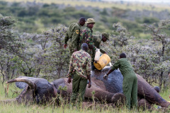Elephant injured by poachers, receiving treatment to remove gunshot, elephant sedated whilst rangers tend to wound, Masai Mara, Kenya, Africa, May 2013