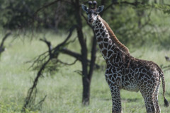 Youn Giraffe looking at camera with mane in Gary Rhodes style,standing in green grass, Masai Mara, Kenya, Africa