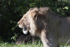 Majestic Lion walking left with morning sun shining on his face and mane glistening in the sun. Masai Mara, Kenya, Africa