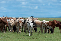 Herd of african cattle grazing on Masai Mara plains, Masai Mara, Kenya, Africa