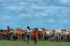 Young herdsmen herding herd of african cattle. Masai Mara, Kenya, Africa, May 2013