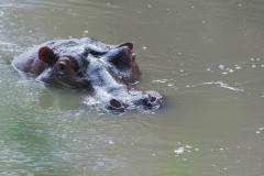 hippopotamus, Hippopotamus amphibius , head just above water, showing big eye and haris on nostrils, Masai Mara, Kenya, Africa
