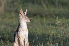 Black-backed Jackal, Canis mesomelas , sitting up and alert looking right, with bright eyes and ears pointed up, Masai Mara, Kenya, Africa