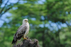 Black-shouldered kite, Elanus caeruleus , with bright yellow claws, sitting on tree stump, Masai Mari, Kenya, Africa
