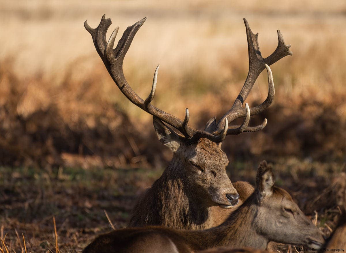 Splendid deer with damaged antlers sitting down looking right, with dappled autumn sunlight with young deer to the front