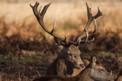 Splendid deer with damaged antlers sitting down looking right, with dappled autumn sunlight with young deer to the front Splendid deer with damaged antlers sitting down looking right, with dappled autumn sunlight with young deer to the front