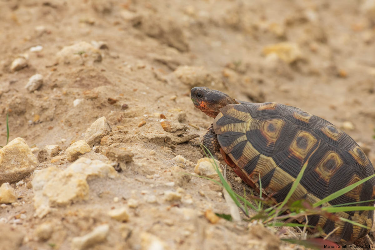 Tortoises or Testudinidae walking right to left across rocky sandy beech, showing beautiful marking on shell.. South Africa