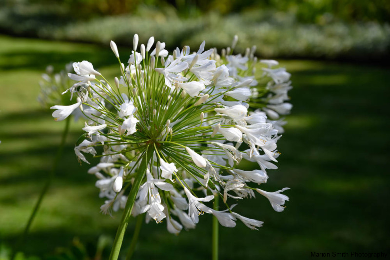 Single Bloom of white Agapanthus, (Amaryllidaceae), against a blurred green background