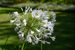 Single Bloom of white Agapanthus, (Amaryllidaceae), against a blurred green background