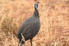 TZ_4012610