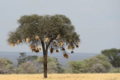 TZ_4013080