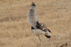 TZ_4013401